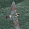 violet-green-swallow-female-in-flight-with-insect