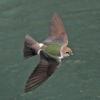 violet-green-swallow-female-in-flight