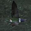 violet-green-swallow-in-flight-1