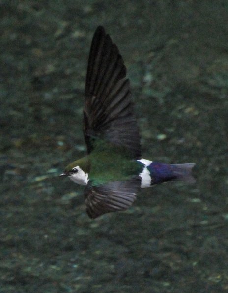 violet-green-swallow-in-flight-1