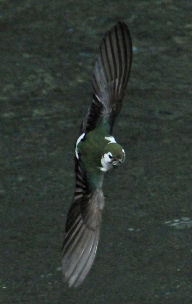 violet-green-swallow-in-flight-3