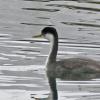 Western-Grebe_1413769878