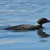 common-loon-adult-breeding