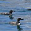 common-loons-breeding