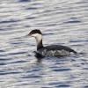 horned-grebe-adult-nonbreeding