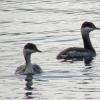 horned-grebes-winter