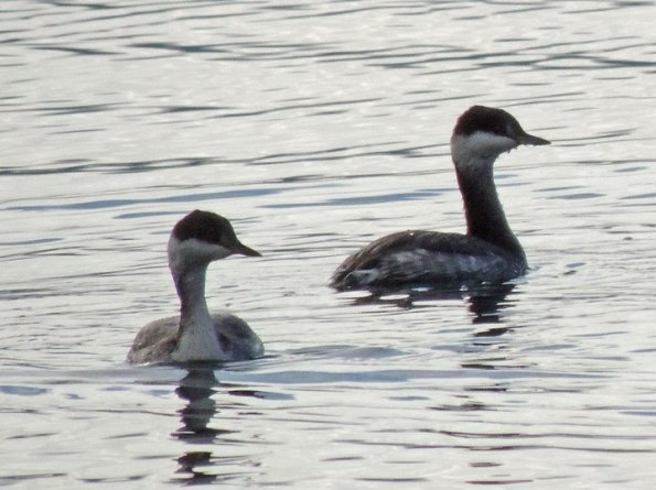 horned-grebes-winter