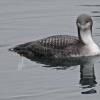 pacific-loon-in-winter