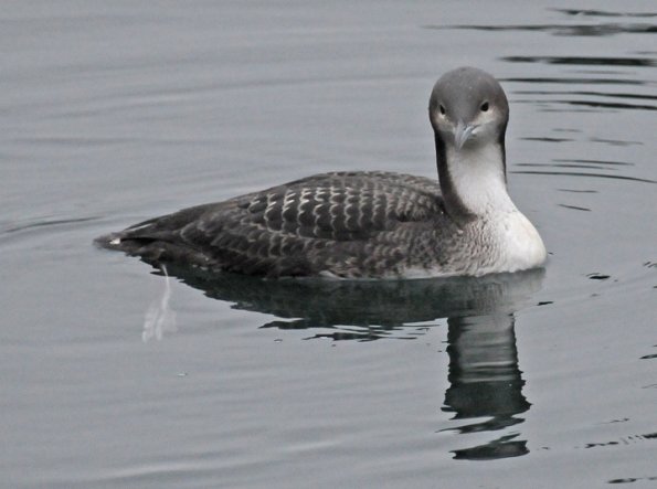 pacific-loon-in-winter