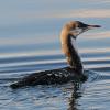 pacific-loon-nonbreeding
