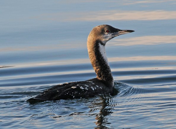 pacific-loon-nonbreeding