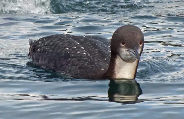 pacific-loon-up-close