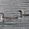 pacific-loons-adult-breeding-right-and-juvenile