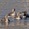pacific-loons-adult-with-three-juveniles