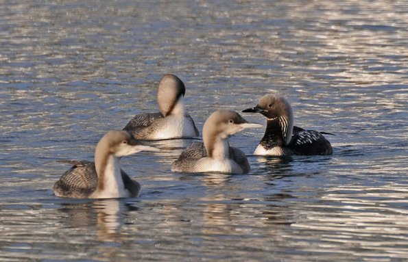 pacific-loons-adult-with-three-juveniles