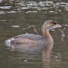 pied-billed-grebe-juneau