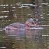 pied-billed-grebe-juvenile-with-three-spine-stickleback