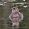 pied-billed-grebe-with-mouth-open