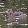 pied-billed-grebe-with-three-spine-stickleback