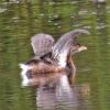 pied-billed-grebe-with-wings-raised
