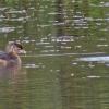 pied-billed-grebes-juvenile-left-moose-lake