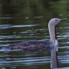 red-throated-loon-adult-breeding