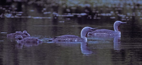 red-throated-loons-with-young-2