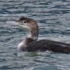 yellow-billed-loon-adult-nonbreeding