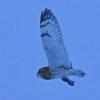 Short-eared-Owl-with-vole