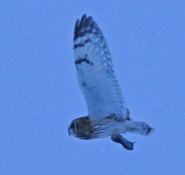 Short-eared-Owl-with-vole