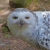 Snowy-Owl-Alaska-Zoo