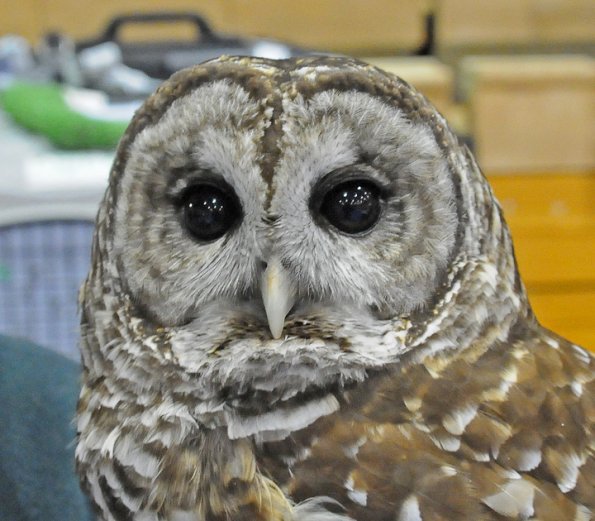 barred-owl-captive-alaska-raptor-center
