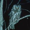 boreal-owl-portrait