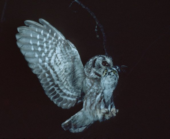 boreal-owl-with-prey