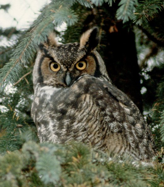 great-horned-owl-portrait-1