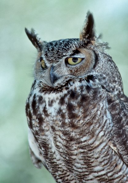 great-horned-owl-portrait-2-captive-