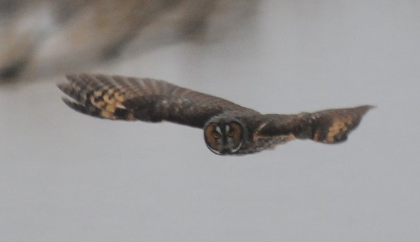 long-eared-owl-2