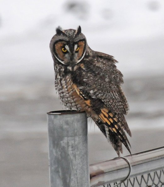 long-eared-owl-3