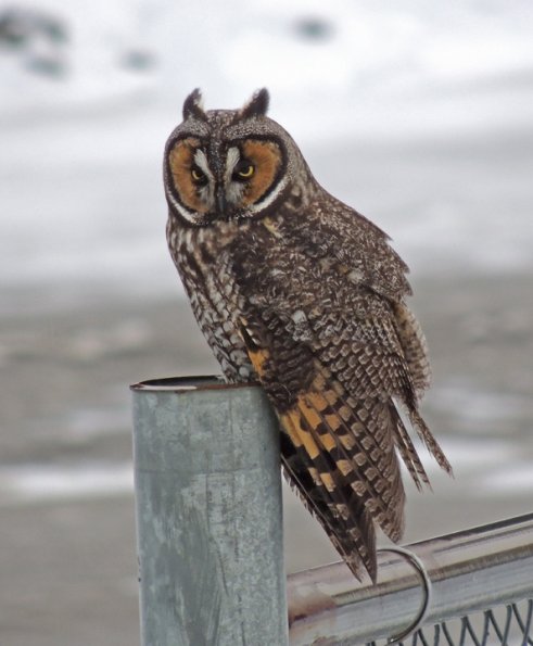 long-eared-owl-with-coolpix