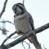 northern-hawk-owl-portrait-1