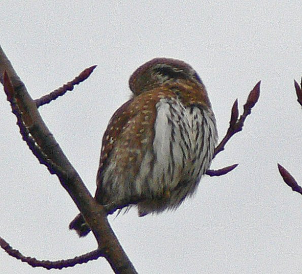 northern-pygmy-owl-back-view