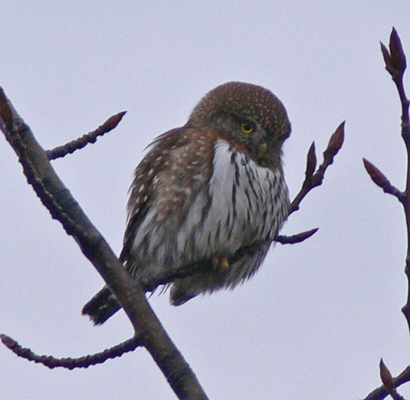 northern-pygmy-owl-front-view