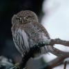 northern-pygmy-owl-portrait
