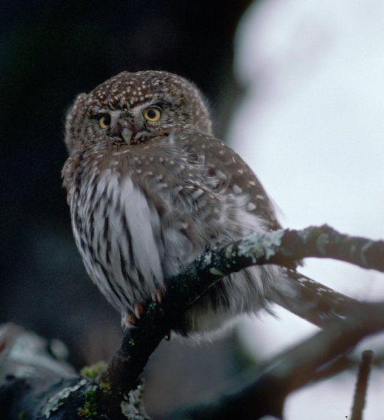 northern-pygmy-owl-portrait
