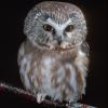 northern-saw-whet-owl-adult-captive-