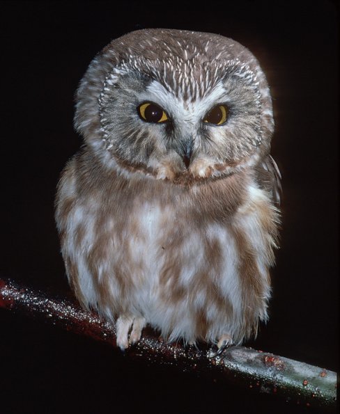northern-saw-whet-owl-adult-captive-