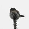 pygmy-owl-in-february-in-juneau