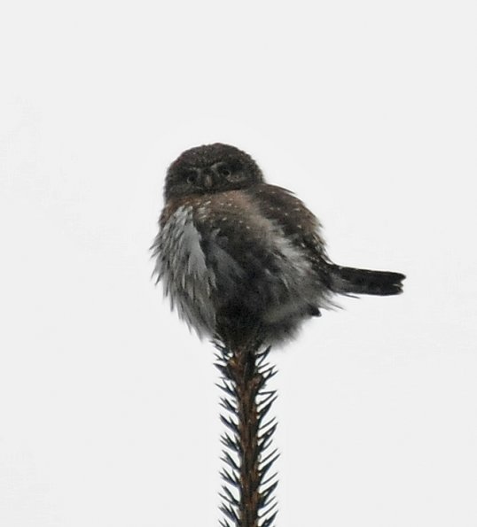 pygmy-owl-in-february-in-juneau