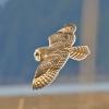 short-eared-owl-in-flight-2