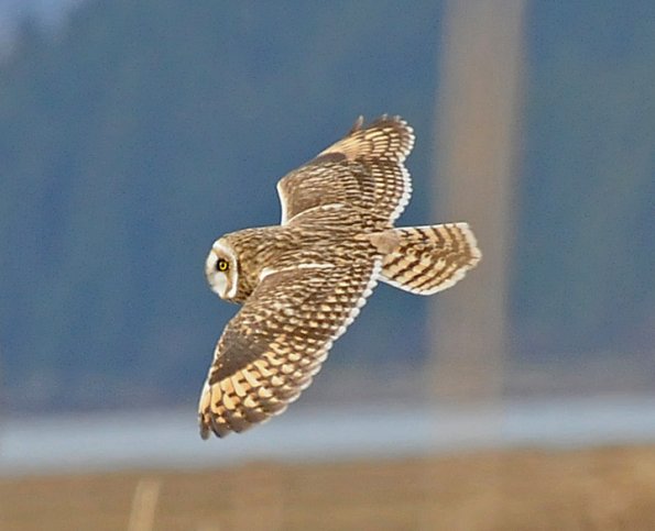 short-eared-owl-in-flight-2